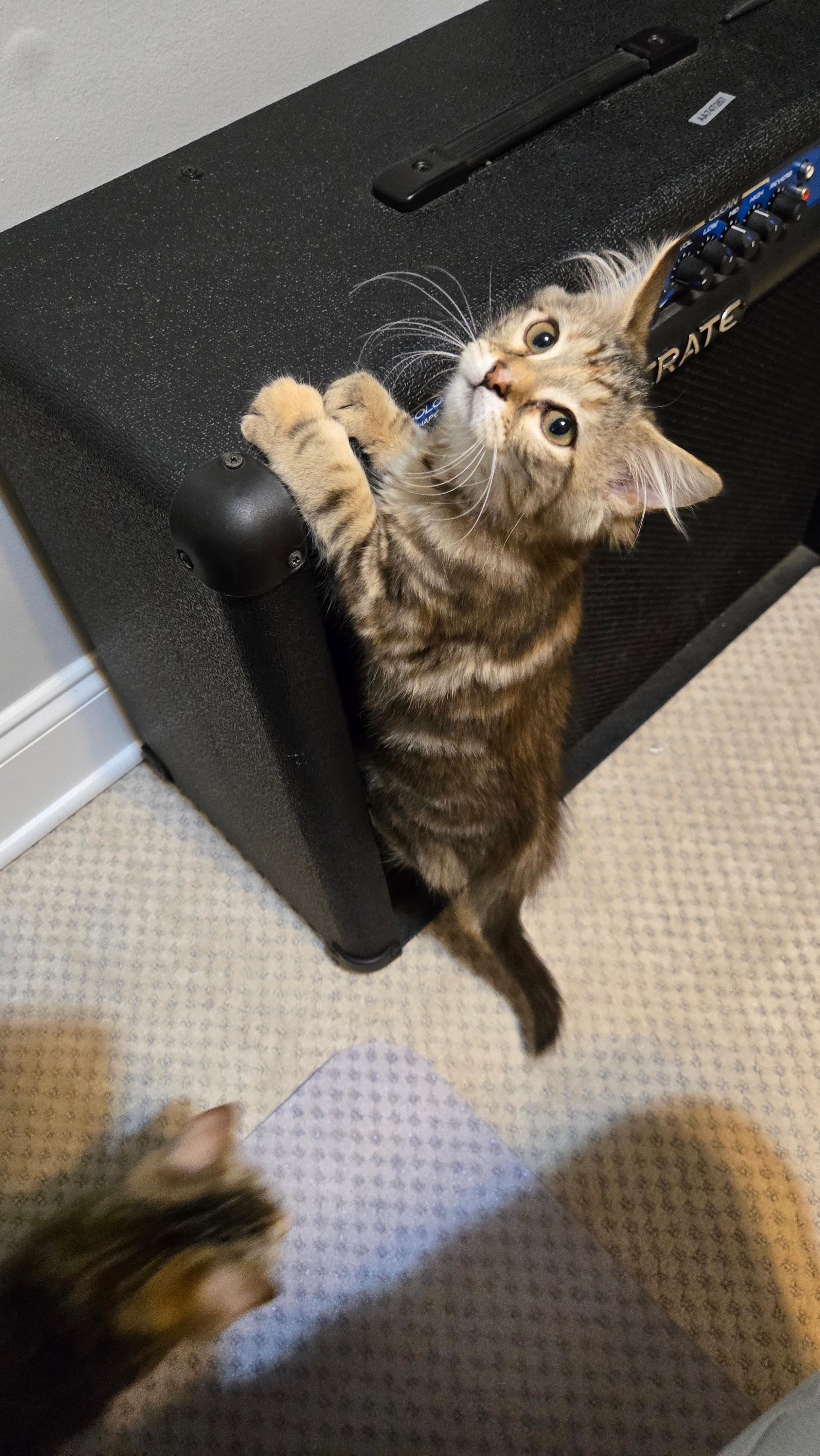 Carmela (Soprano), a Adoptable Domestic Medium Hair in Avondale Estates, GA image 3/3