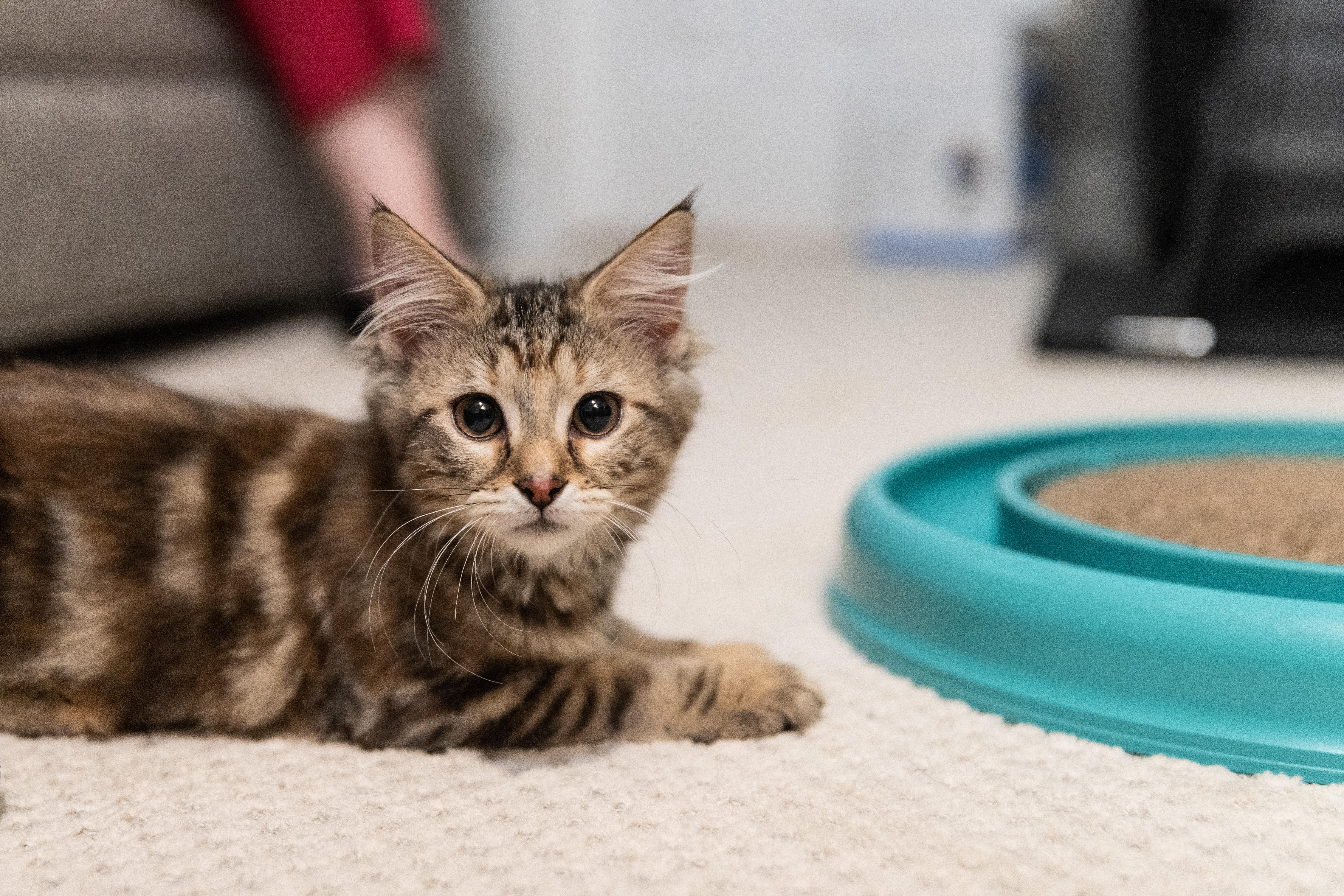 Carmela (Soprano), a Adoptable Domestic Medium Hair in Avondale Estates, GA image 2/3