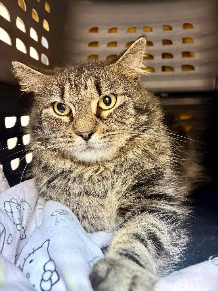 Wyatt, Adoptable, Young Male Domestic Short Hair.