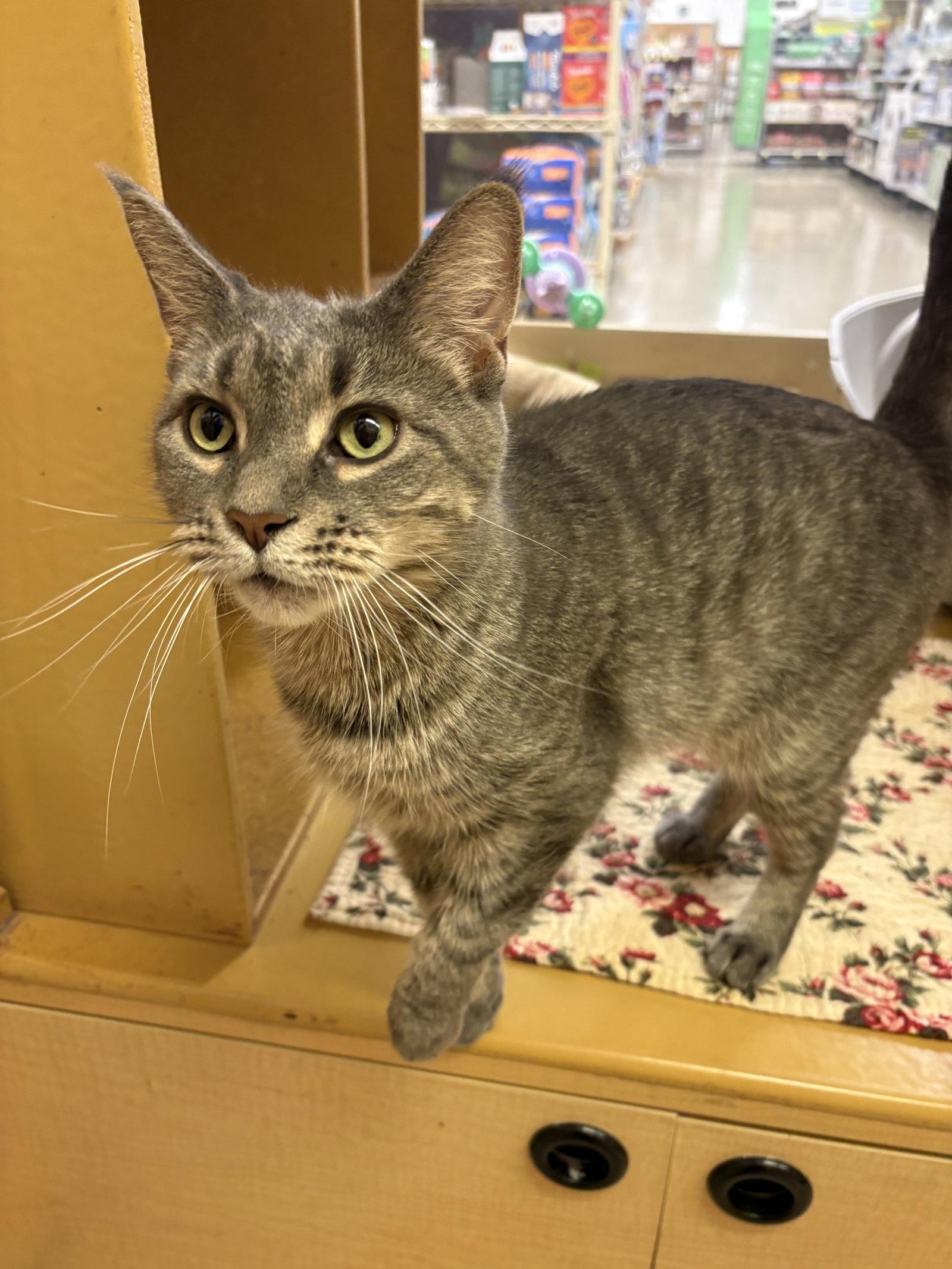 Princess, Adopted, Adult Female Domestic Short Hair & Tabby.