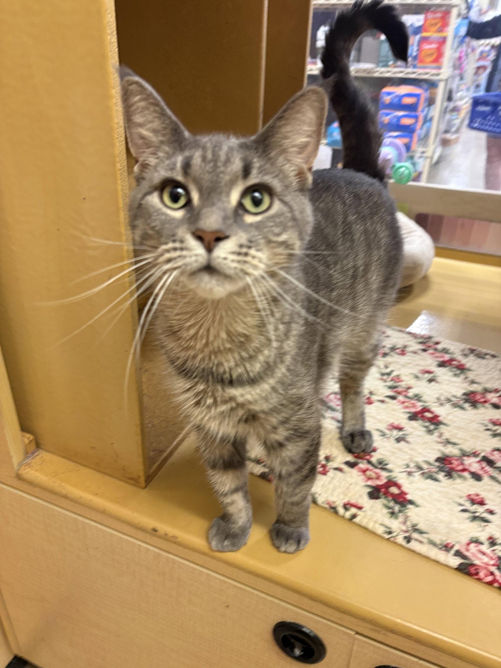 Enlarge Princess, a Adopted mixed breed in Yardley, PA image 3/3