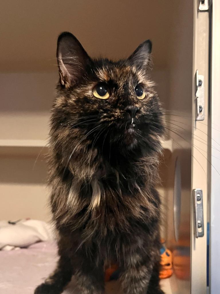Sassy, a Adoptable mixed breed in Los Angeles, CA image 1/6