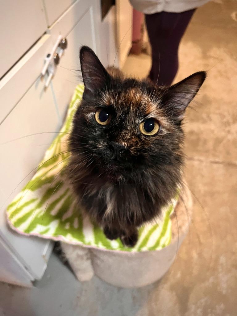 Sassy, a Adoptable mixed breed in Los Angeles, CA image 2/6