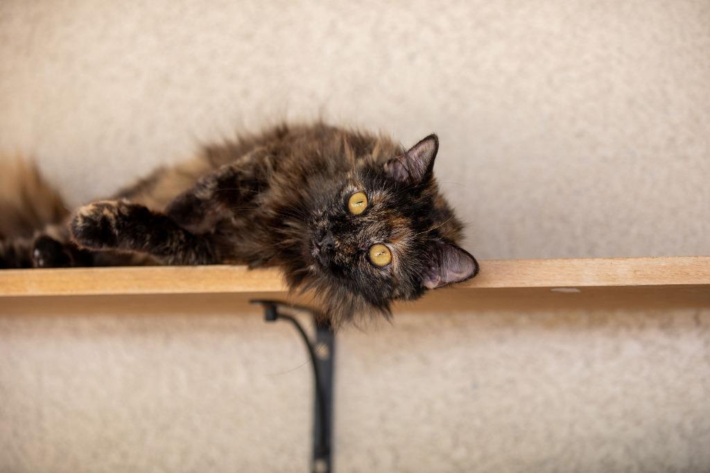 Sassy, a Adoptable mixed breed in Los Angeles, CA image 3/6