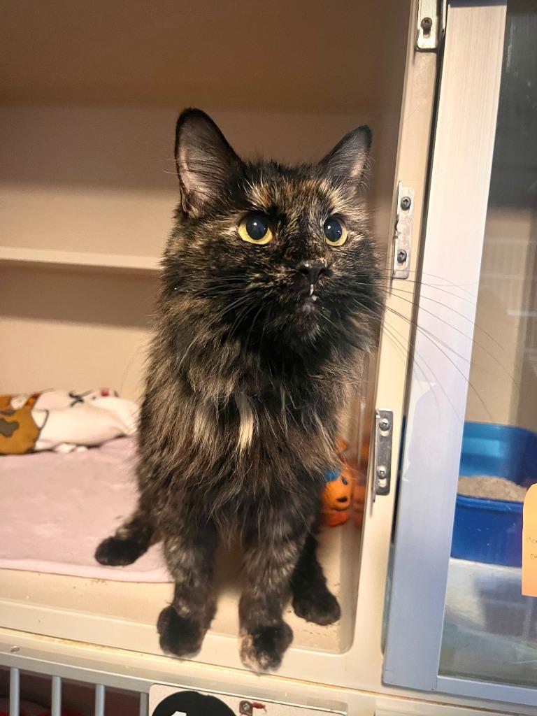 Sassy, a Adoptable mixed breed in Los Angeles, CA image 4/6