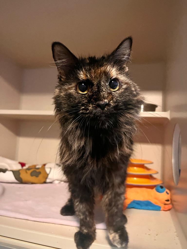 Sassy, a Adoptable mixed breed in Los Angeles, CA image 5/6