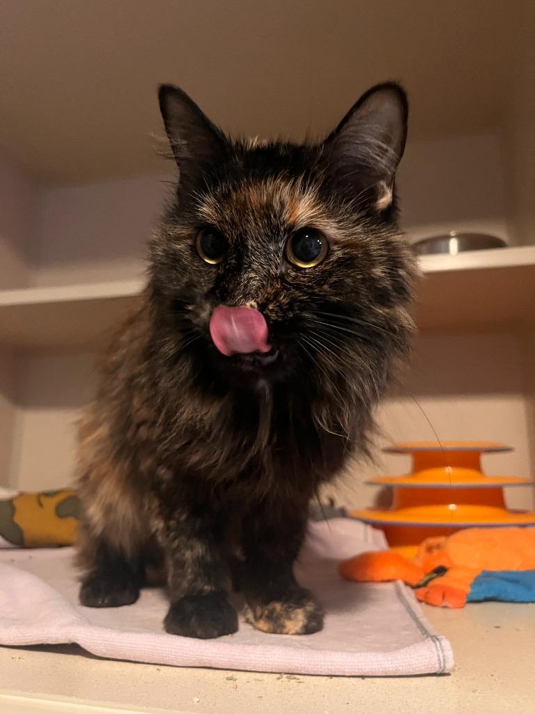 Sassy, a Adoptable mixed breed in Los Angeles, CA image 6/6