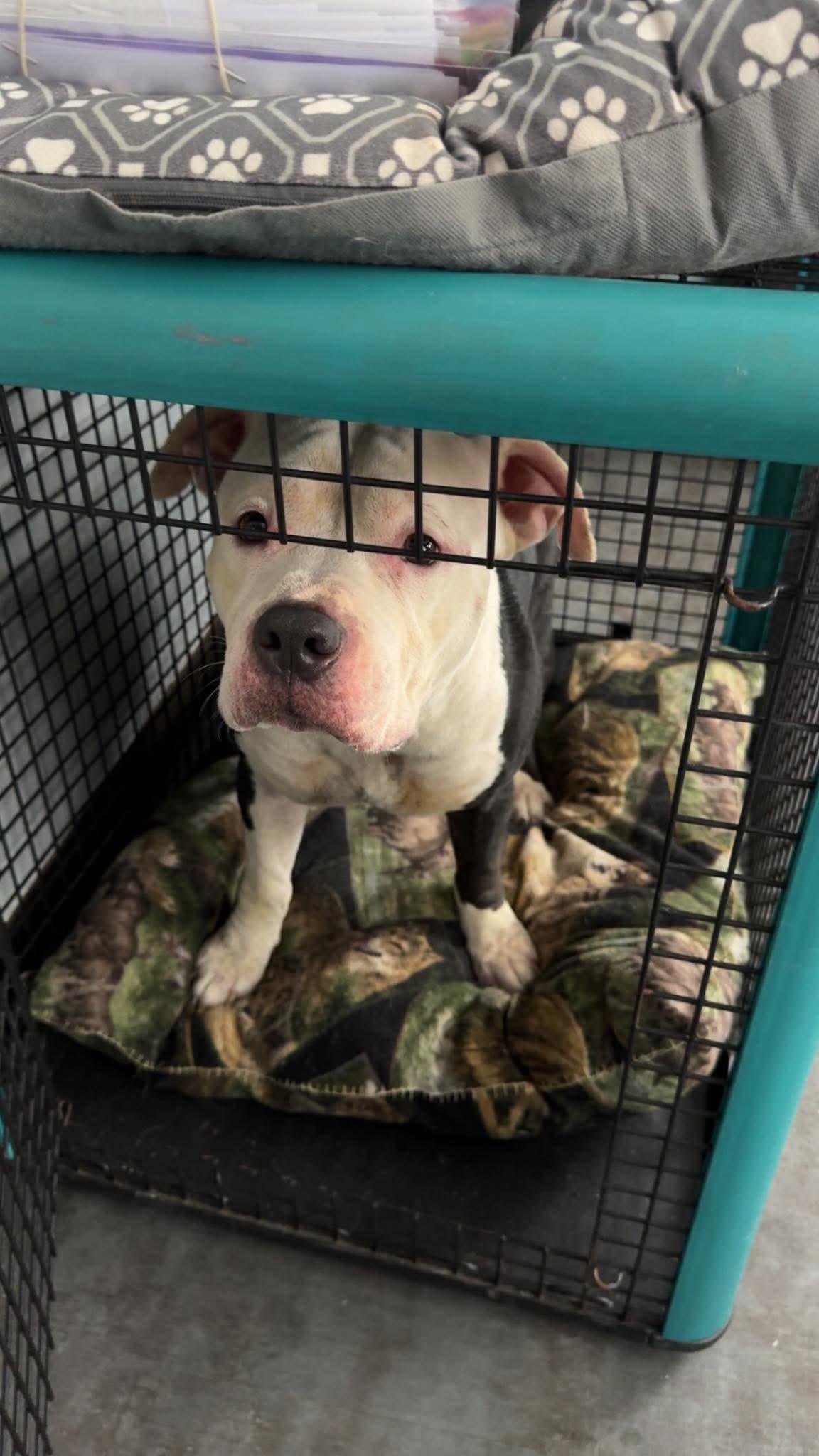 Enlarge Mac, a Adoptable Pit Bull Terrier in Hermitage, PA image 1/2