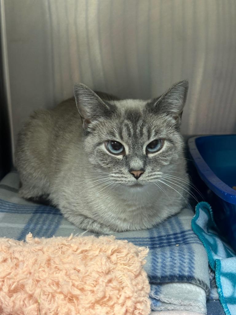 Stella (W. Main), Adoptable, Young Female Siamese.