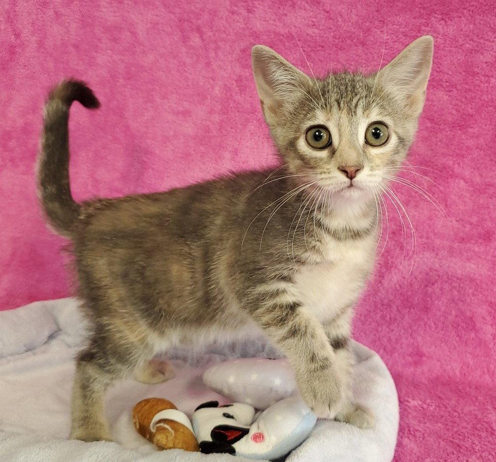 Enlarge Skittles, a Adopted Domestic Short Hair in Greenville, IL image 1/1