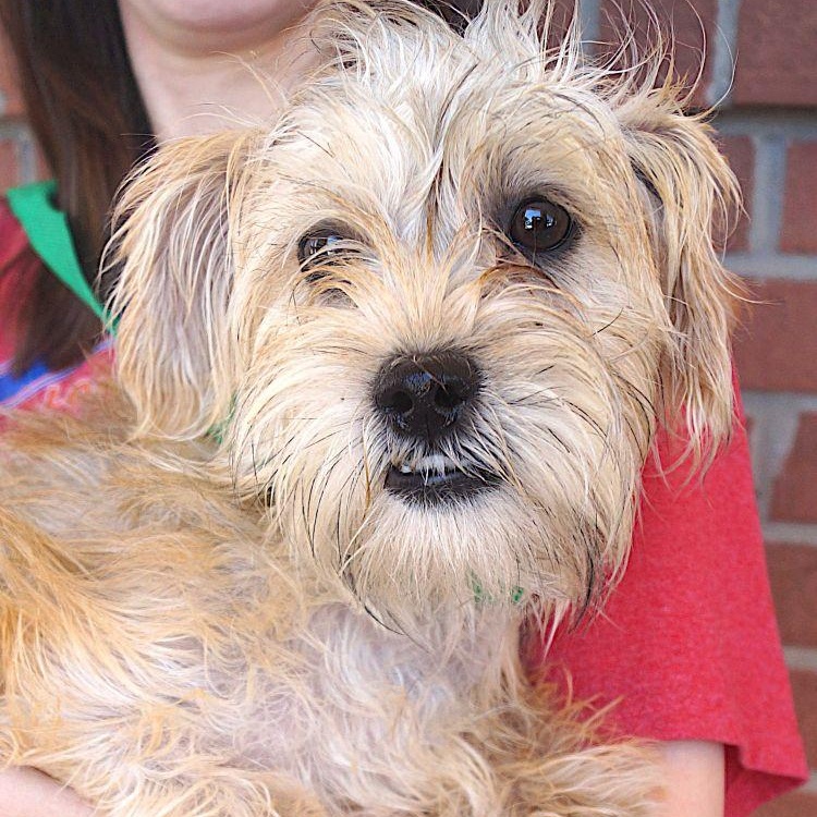 Enlarge Susy, a ADOPTABLE mixed breed in Carrollton, TX image 1/3