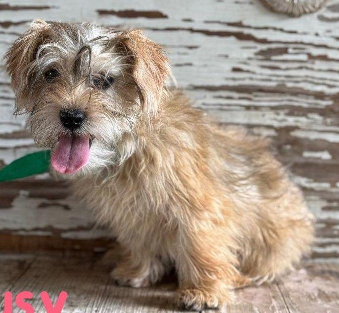 Enlarge Susy, a ADOPTABLE mixed breed in Carrollton, TX image 3/3
