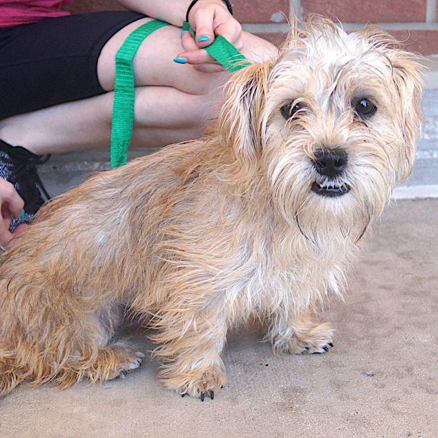 Enlarge Susy, a ADOPTABLE mixed breed in Carrollton, TX image 2/3