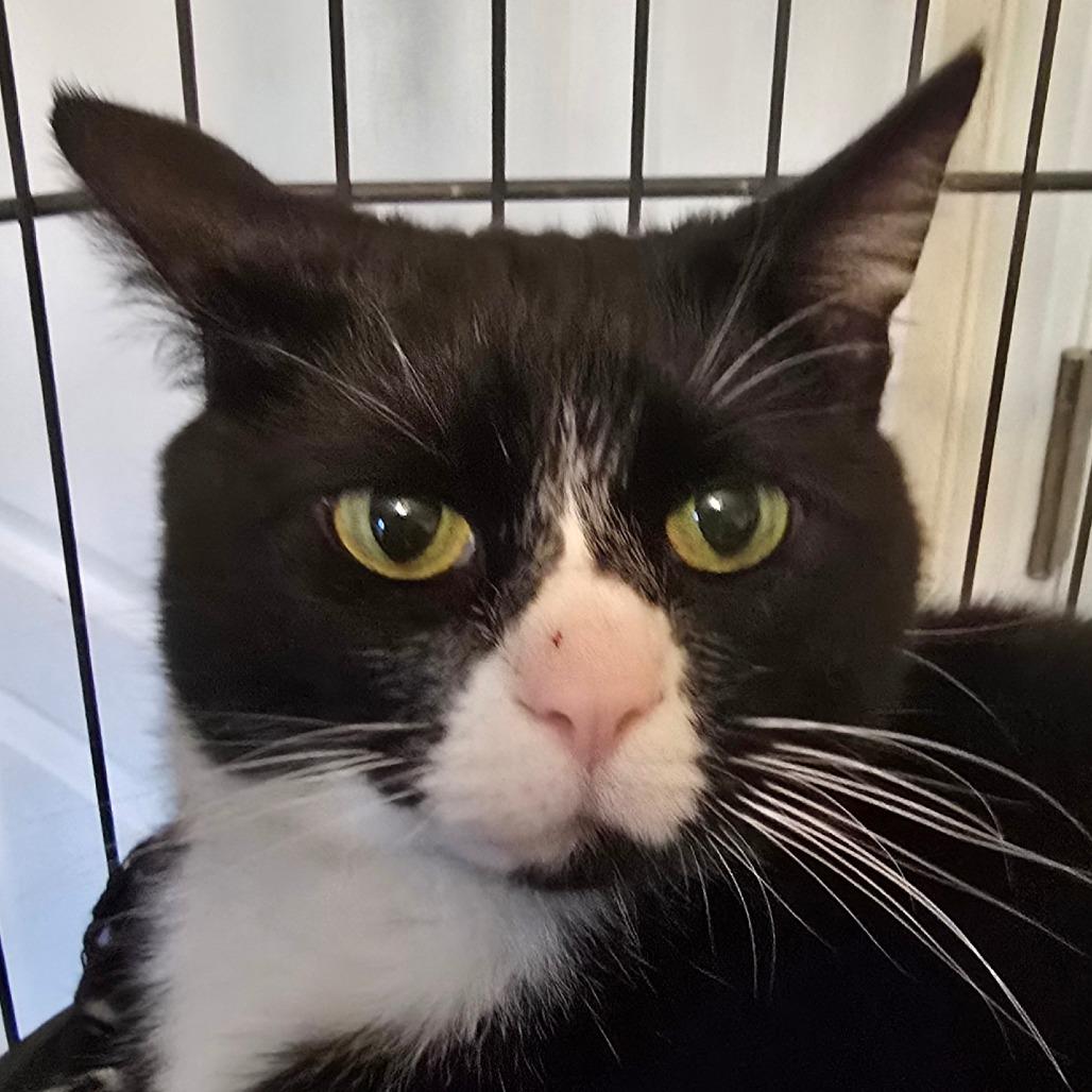 Turiel, Adoptable, Adult Female Domestic Short Hair.