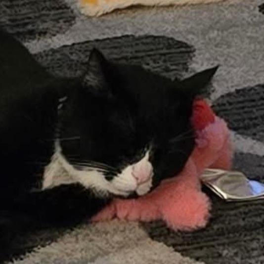 Enlarge Turiel, a Adoptable Domestic Short Hair in Warrensburg, MO image 2/2