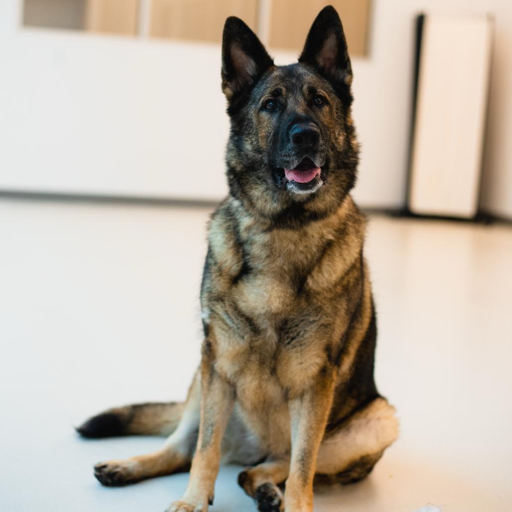 Sasha, Adoptable, Adult Female German Shepherd Dog.