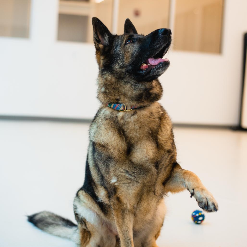 Enlarge Sasha, a Adoptable German Shepherd Dog in Warwick, RI image 2/6
