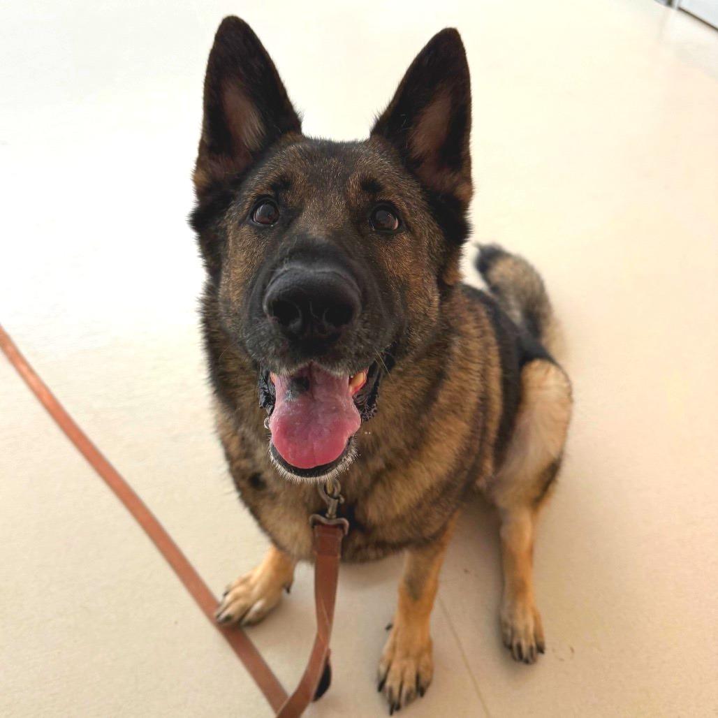 Enlarge Sasha, a Adoptable German Shepherd Dog in Warwick, RI image 3/6