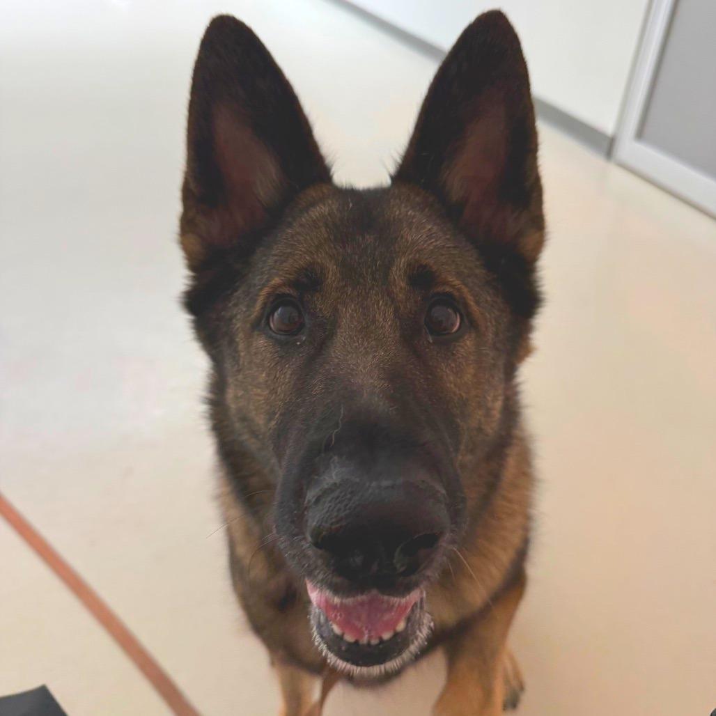 Enlarge Sasha, a Adoptable German Shepherd Dog in Warwick, RI image 4/6