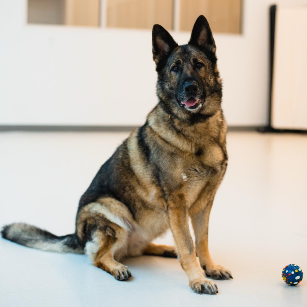 Enlarge Sasha, a Adoptable German Shepherd Dog in Warwick, RI image 5/6