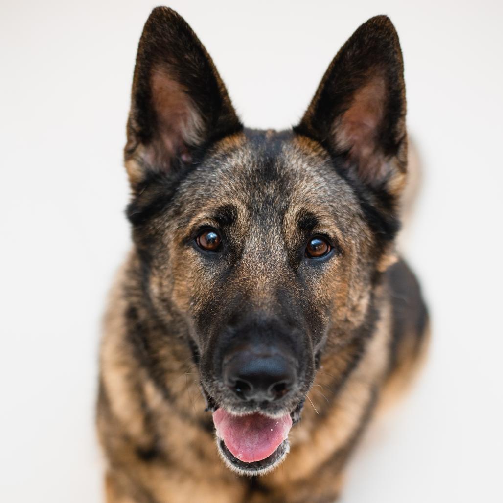 Enlarge Sasha, a Adoptable German Shepherd Dog in Warwick, RI image 6/6