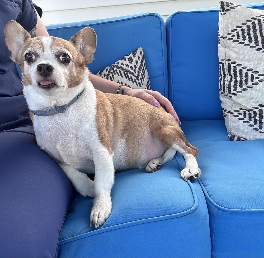 Bentley, Adoptable, Senior Male Chihuahua.
