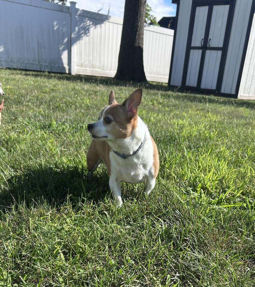 Enlarge Bentley, a Adoptable Chihuahua in Willingboro, NJ image 2/6