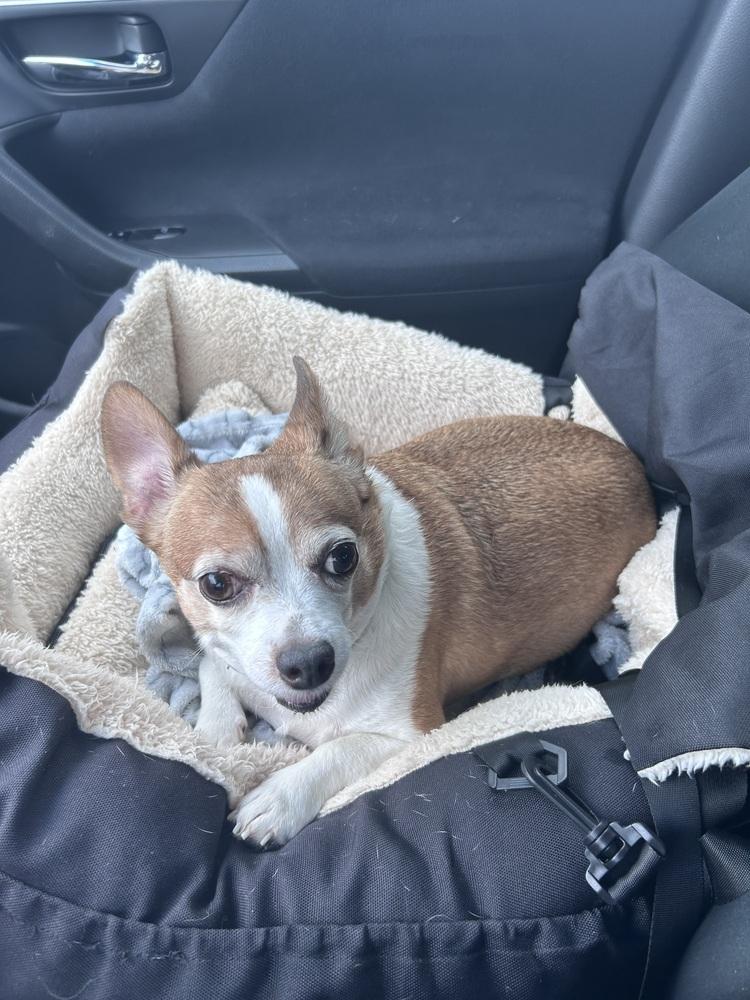 Enlarge Bentley, a Adoptable Chihuahua in Willingboro, NJ image 3/6