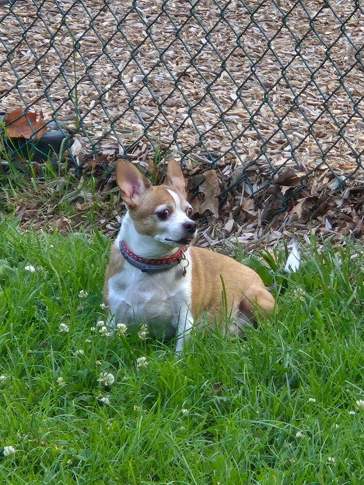 Enlarge Bentley, a Adoptable Chihuahua in Willingboro, NJ image 6/6