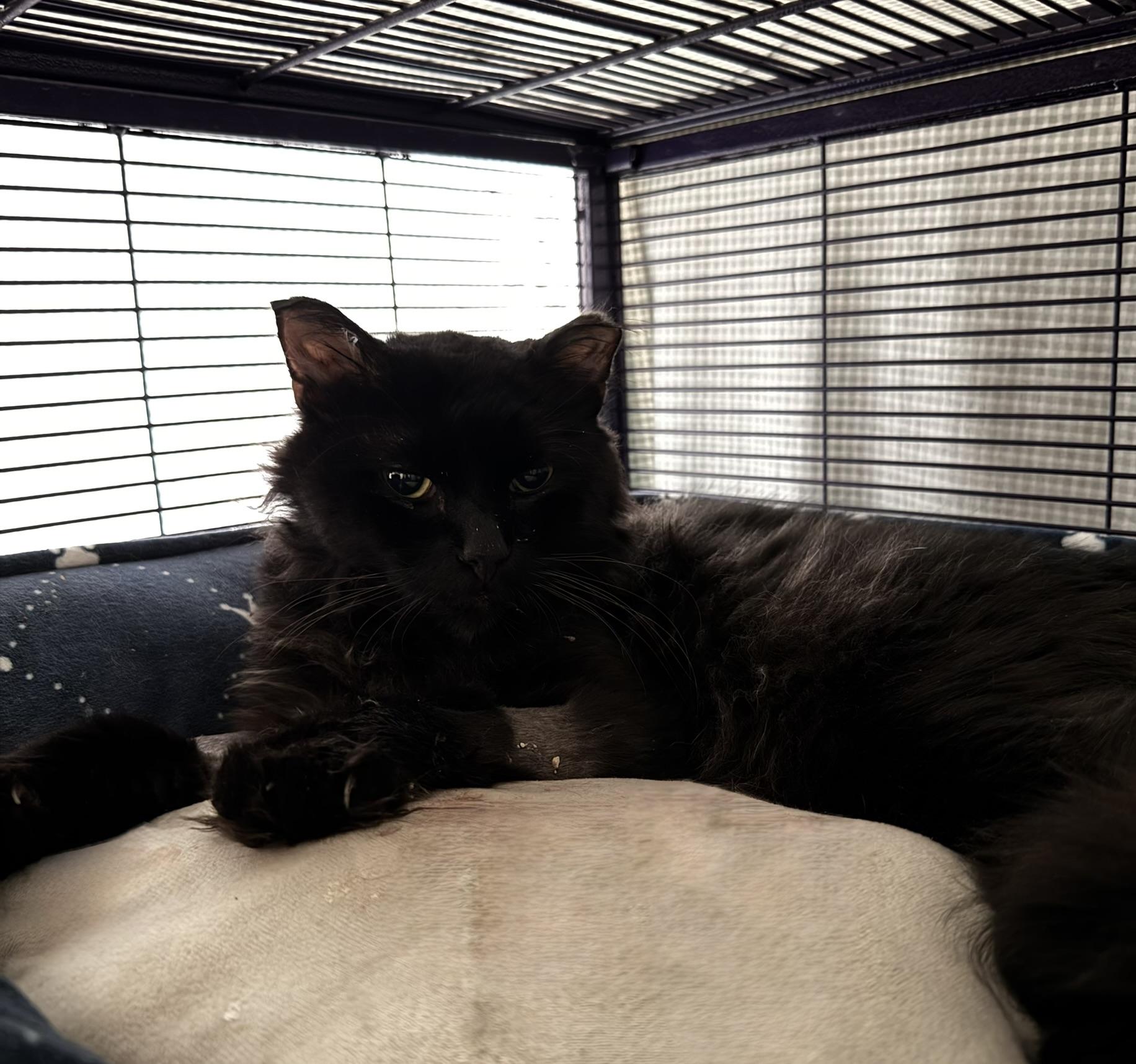 Fred, Adoptable, Adult Male Domestic Medium Hair.