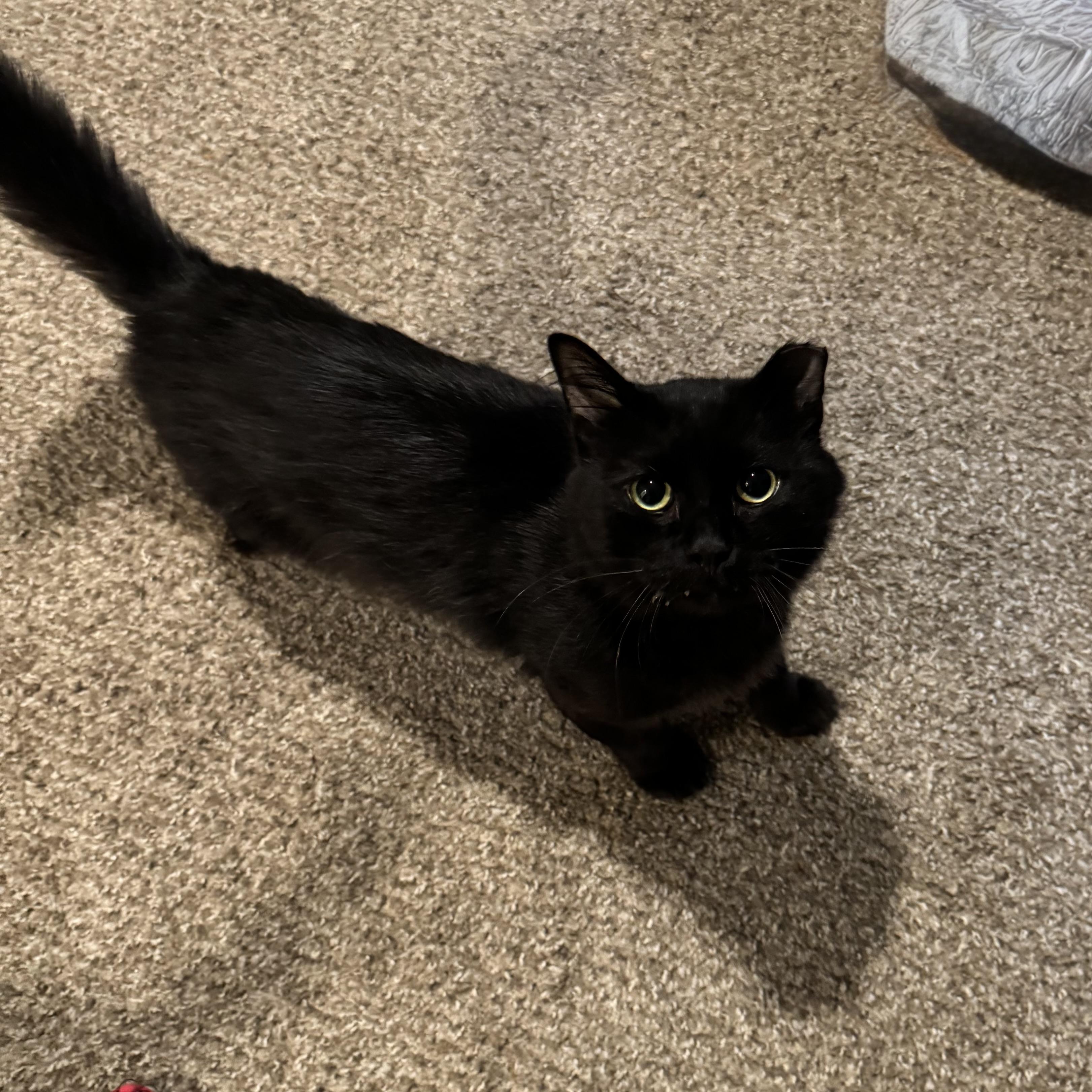 Fred, Adoptable, Adult Male Domestic Medium Hair.