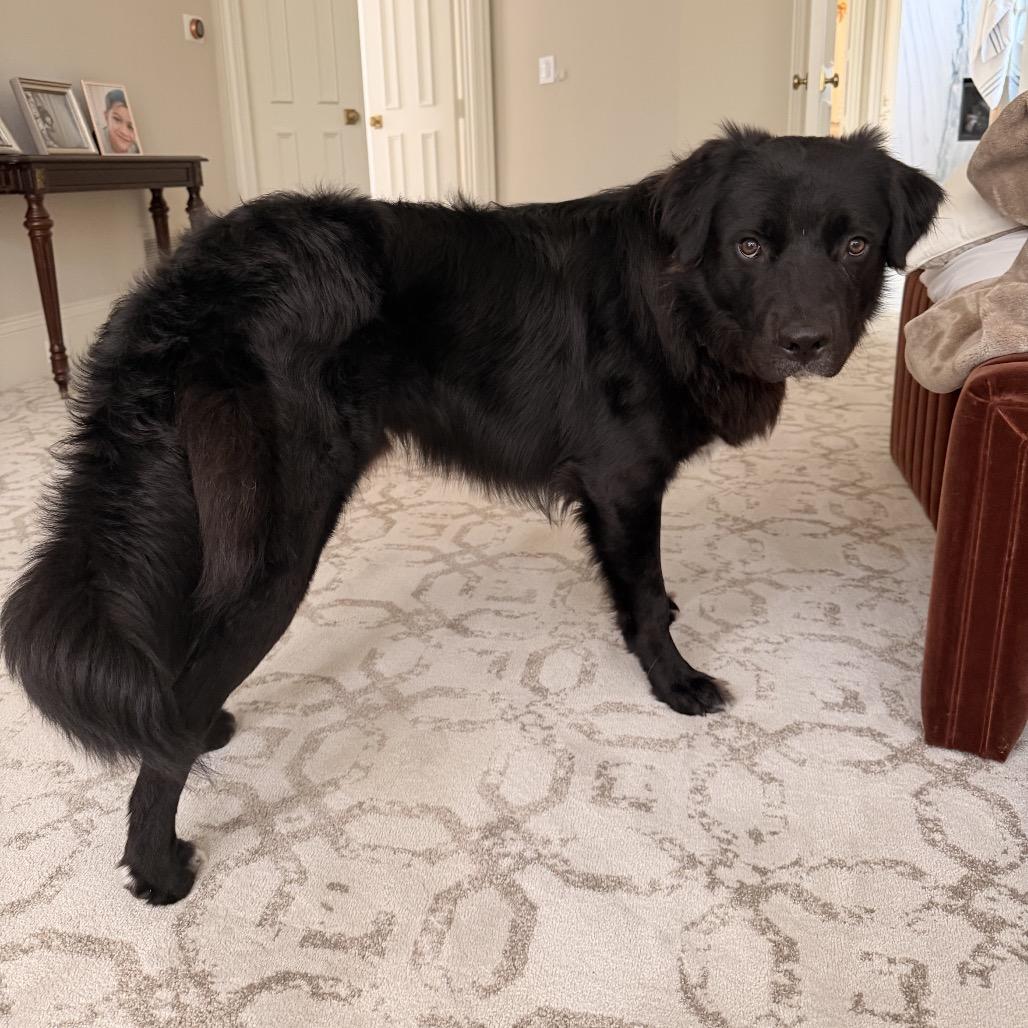 Harry/Bruno, Adoptable, Young Male Great Pyrenees & Mixed Breed.