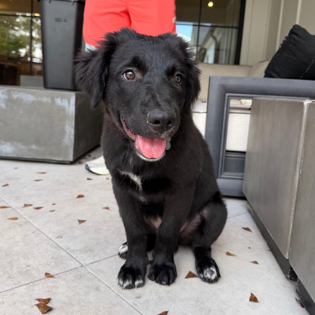 Harry/Bruno, a Adoptable mixed breed in Houston, TX image 4/6