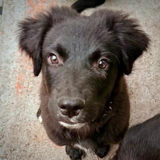 Harry/Bruno, a Adoptable mixed breed in Houston, TX image 5/6