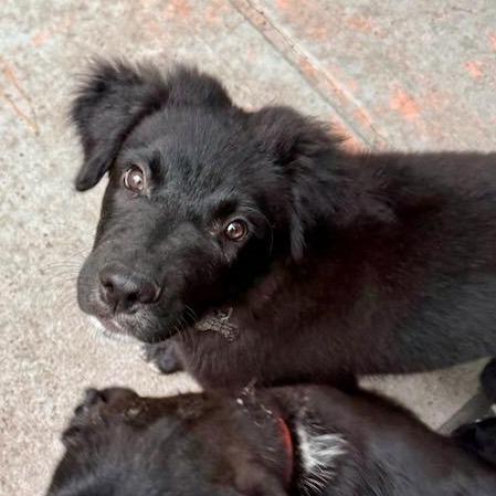 Harry/Bruno, a Adoptable mixed breed in Houston, TX image 6/6