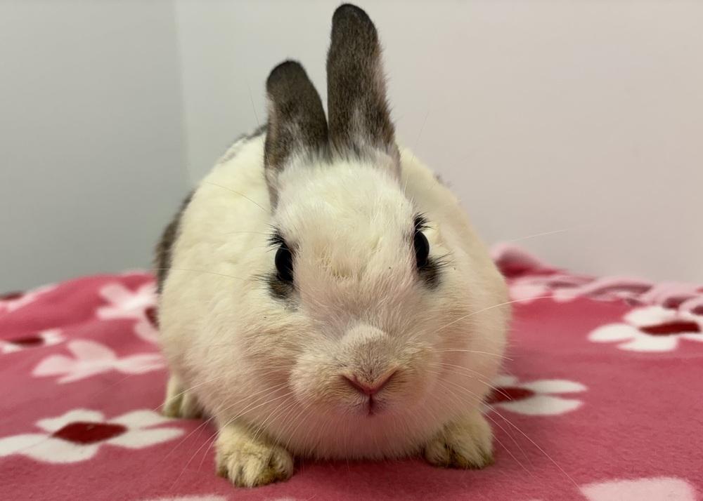 Taro, Adoptable, Young Female Bunny Rabbit.