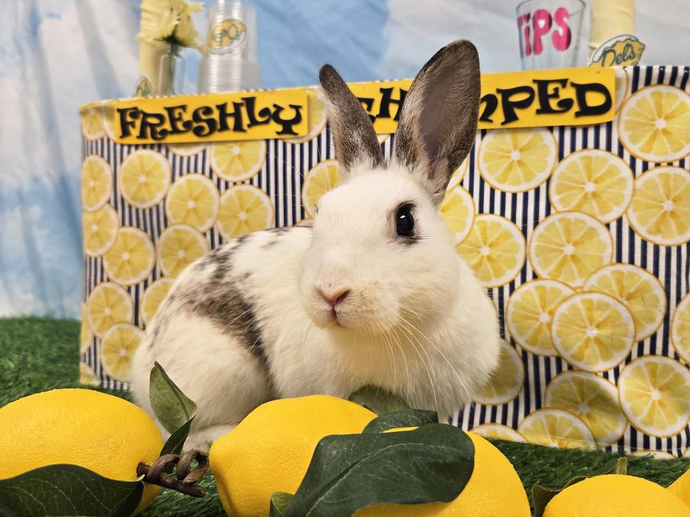 Enlarge Taro, a Adoptable Bunny Rabbit in Westford, MA image 2/6
