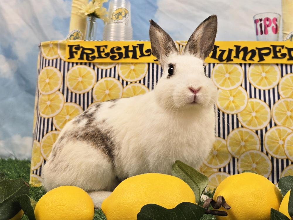 Enlarge Taro, a Adoptable Bunny Rabbit in Westford, MA image 3/6
