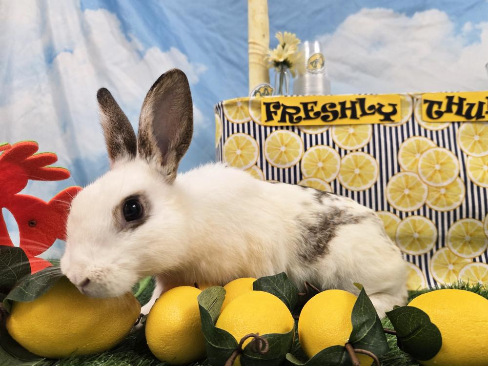 Enlarge Taro, a Adoptable Bunny Rabbit in Westford, MA image 4/6