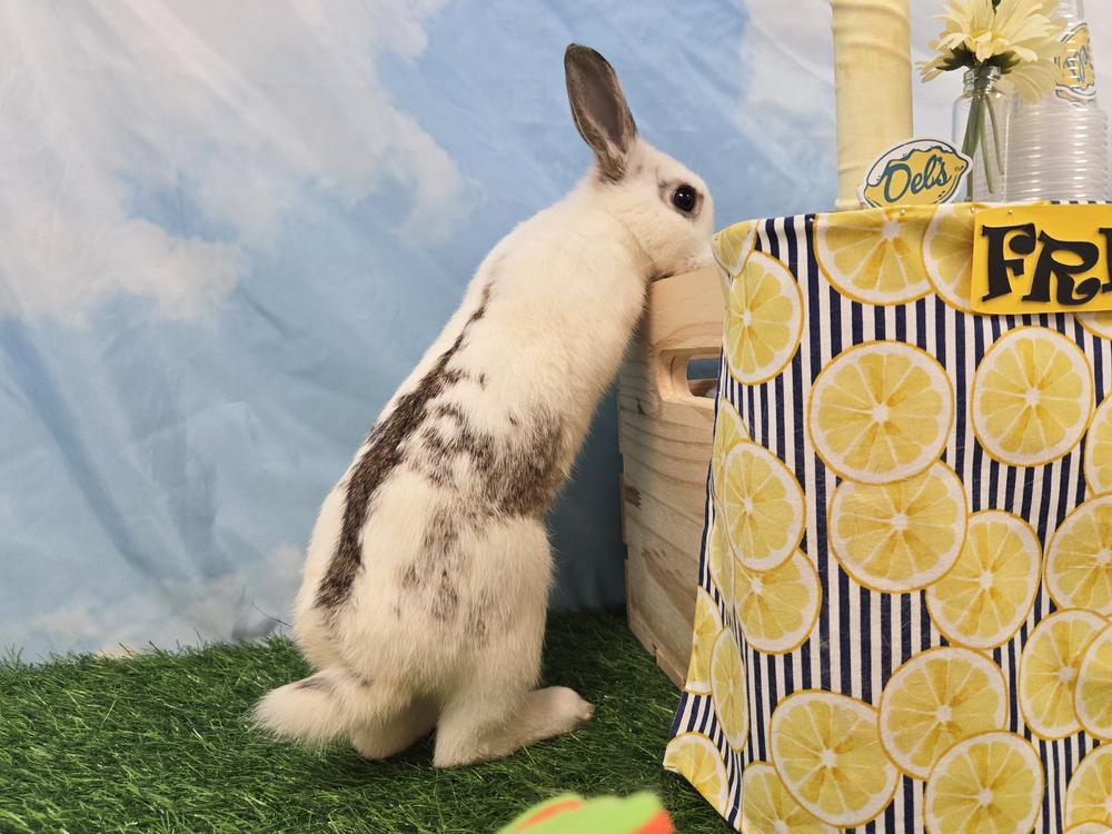 Enlarge Taro, a Adoptable Bunny Rabbit in Westford, MA image 5/6