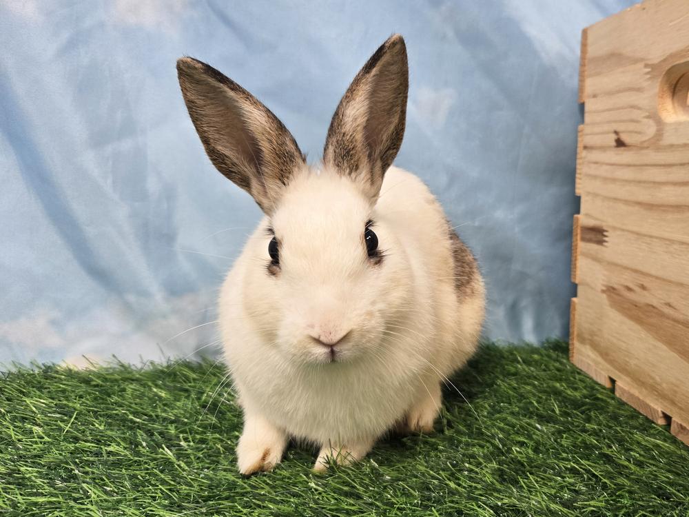 Enlarge Taro, a Adoptable Bunny Rabbit in Westford, MA image 6/6