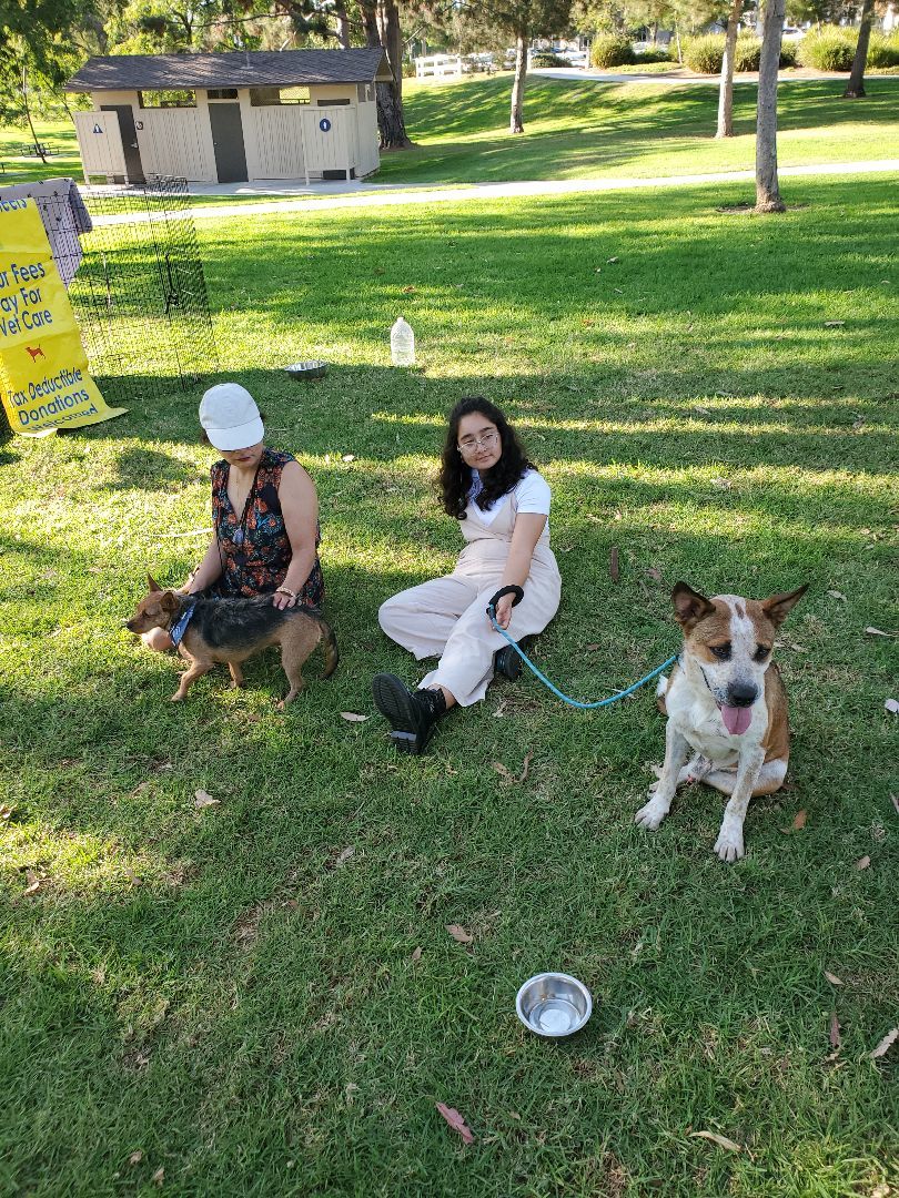 Enlarge Glad Thad!, a Adoptable Cattle Dog in Manhattan Beach, CA image 1/6