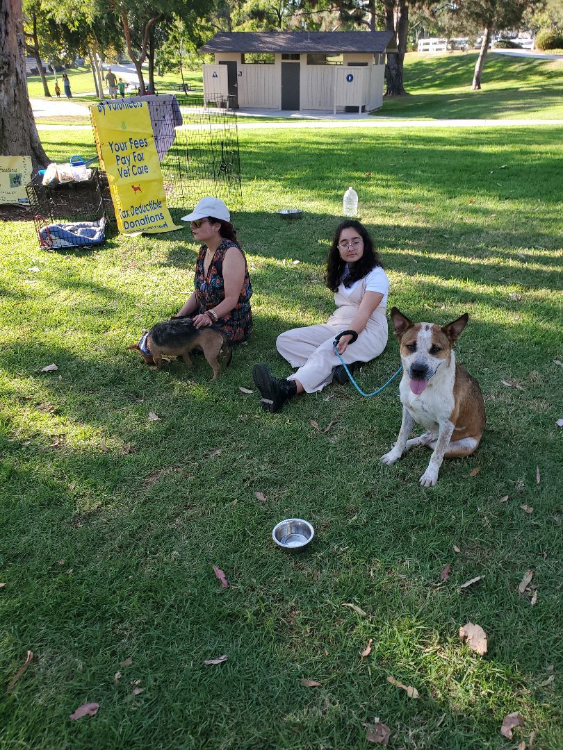 Enlarge Glad Thad!, a Adoptable Cattle Dog in Manhattan Beach, CA image 2/6