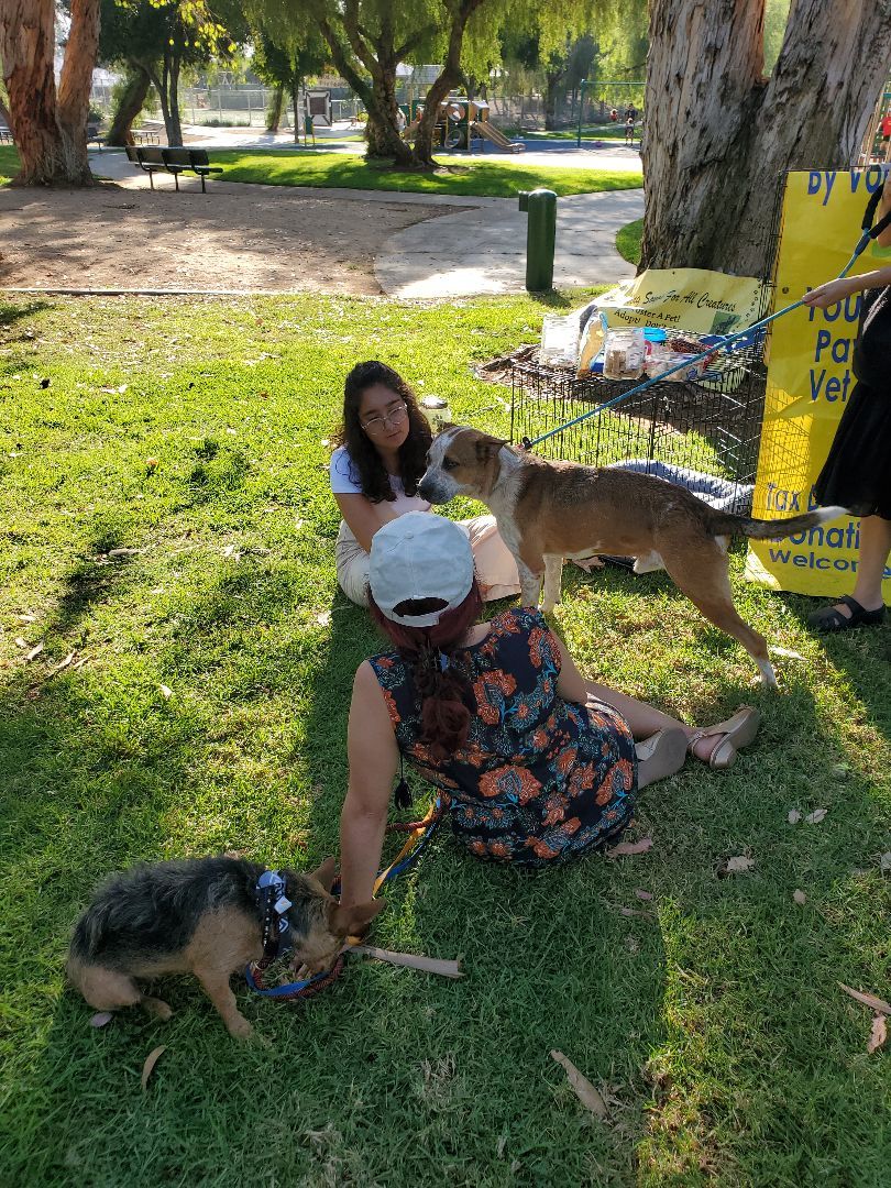 Enlarge Glad Thad!, a Adoptable Cattle Dog in Manhattan Beach, CA image 3/6