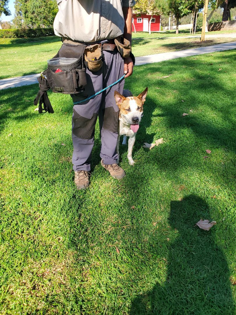 Enlarge Glad Thad!, a Adoptable Cattle Dog in Manhattan Beach, CA image 4/6