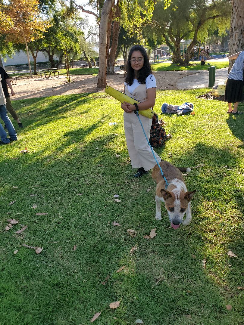 Enlarge Glad Thad!, a Adoptable Cattle Dog in Manhattan Beach, CA image 5/6