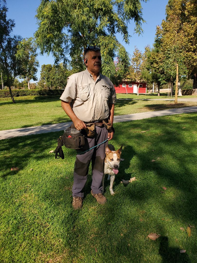 Enlarge Glad Thad!, a Adoptable Cattle Dog in Manhattan Beach, CA image 6/6