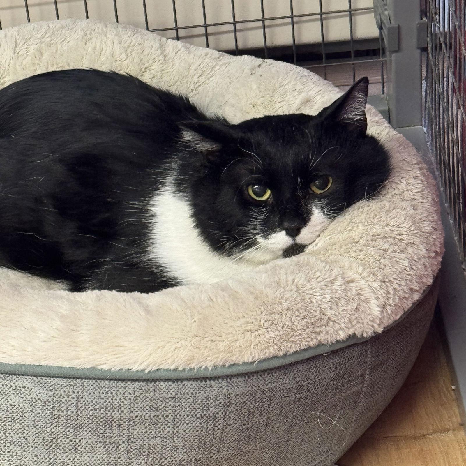 Enlarge Jax, a Adopted Domestic Short Hair in Winchendon, MA image 2/3