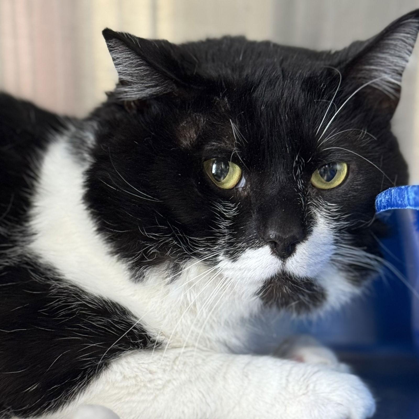 Enlarge Jax, a Adopted Domestic Short Hair in Winchendon, MA image 3/3