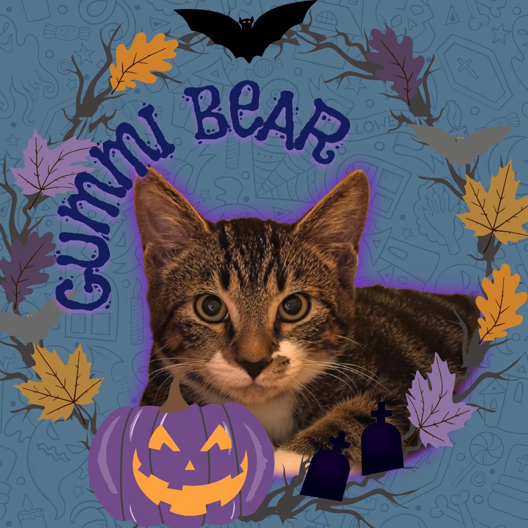 Gummi Bear, Adoptable, Kitten Male Domestic Short Hair.